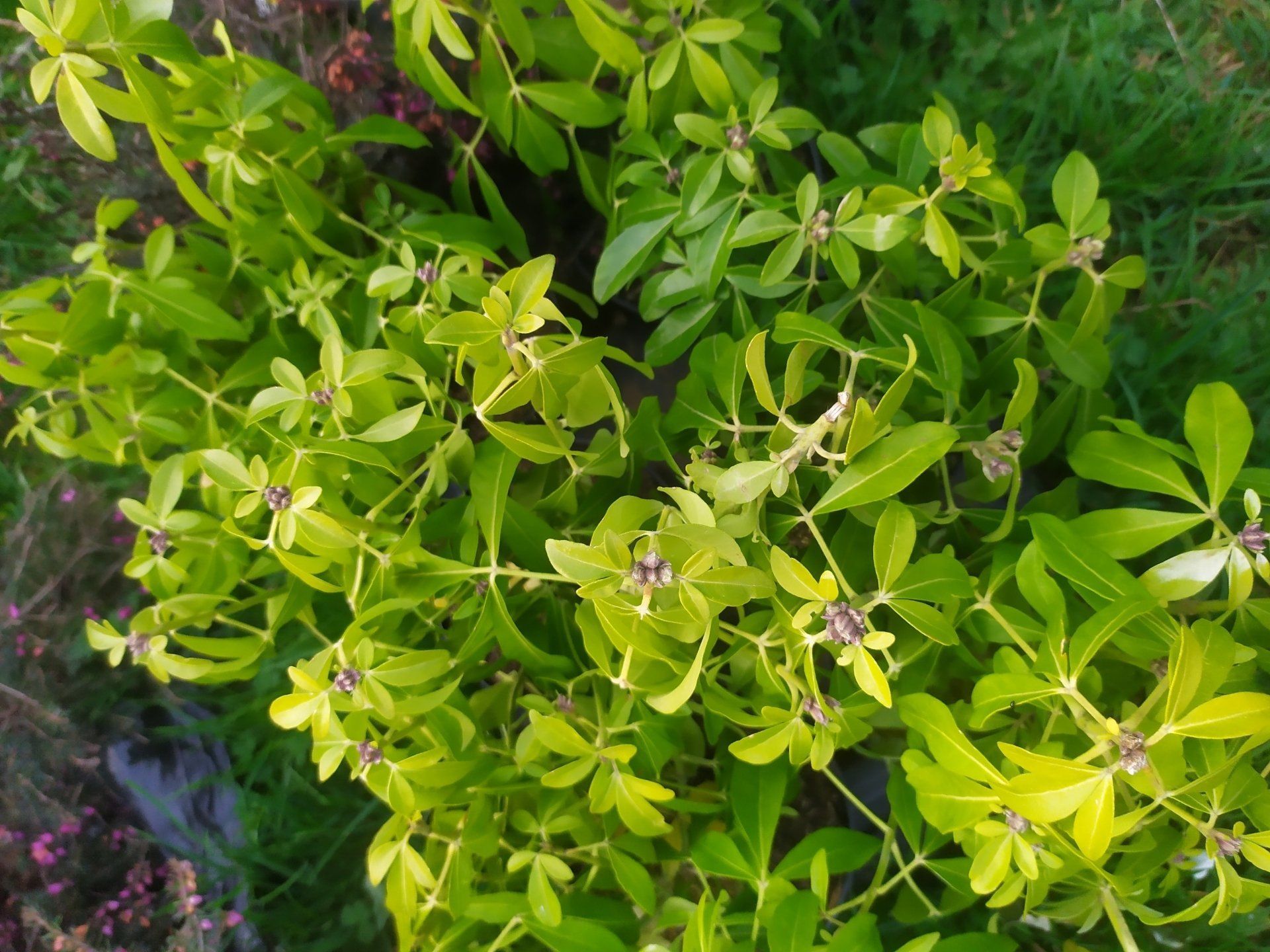 Oranger du Mexique Ternata