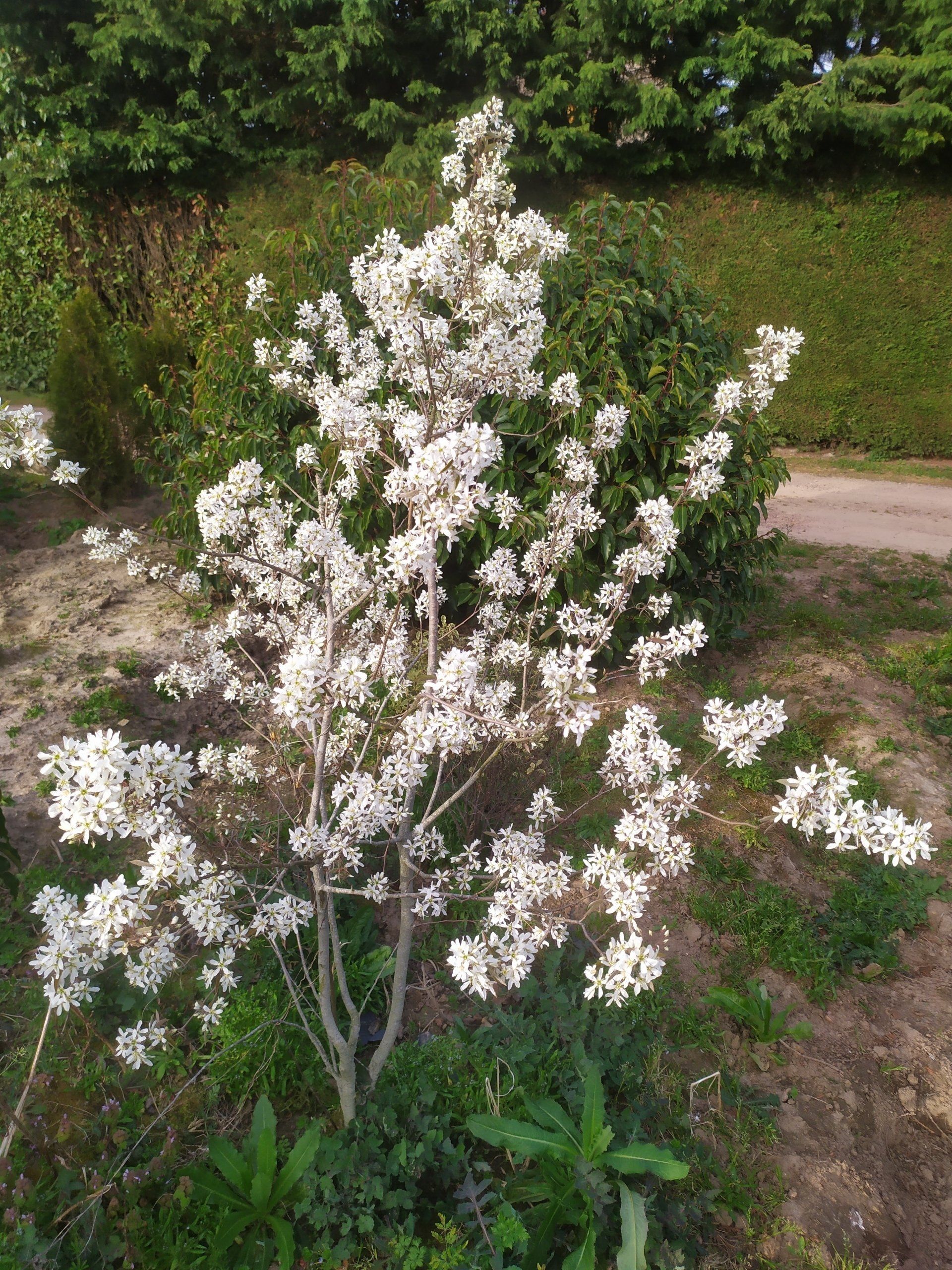 Magnolia stellata