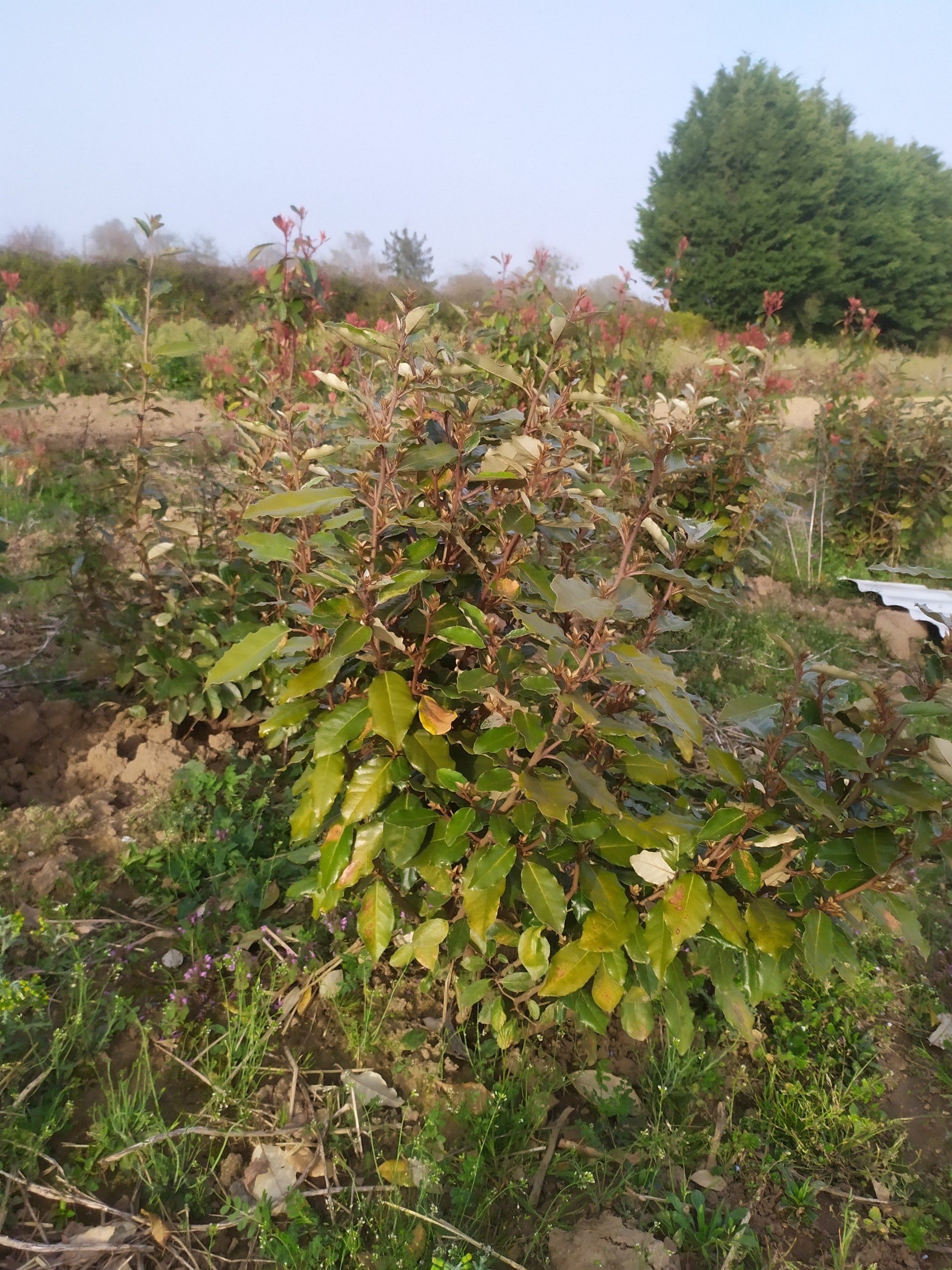 Eleagnus ebbengei (feuille argentée)