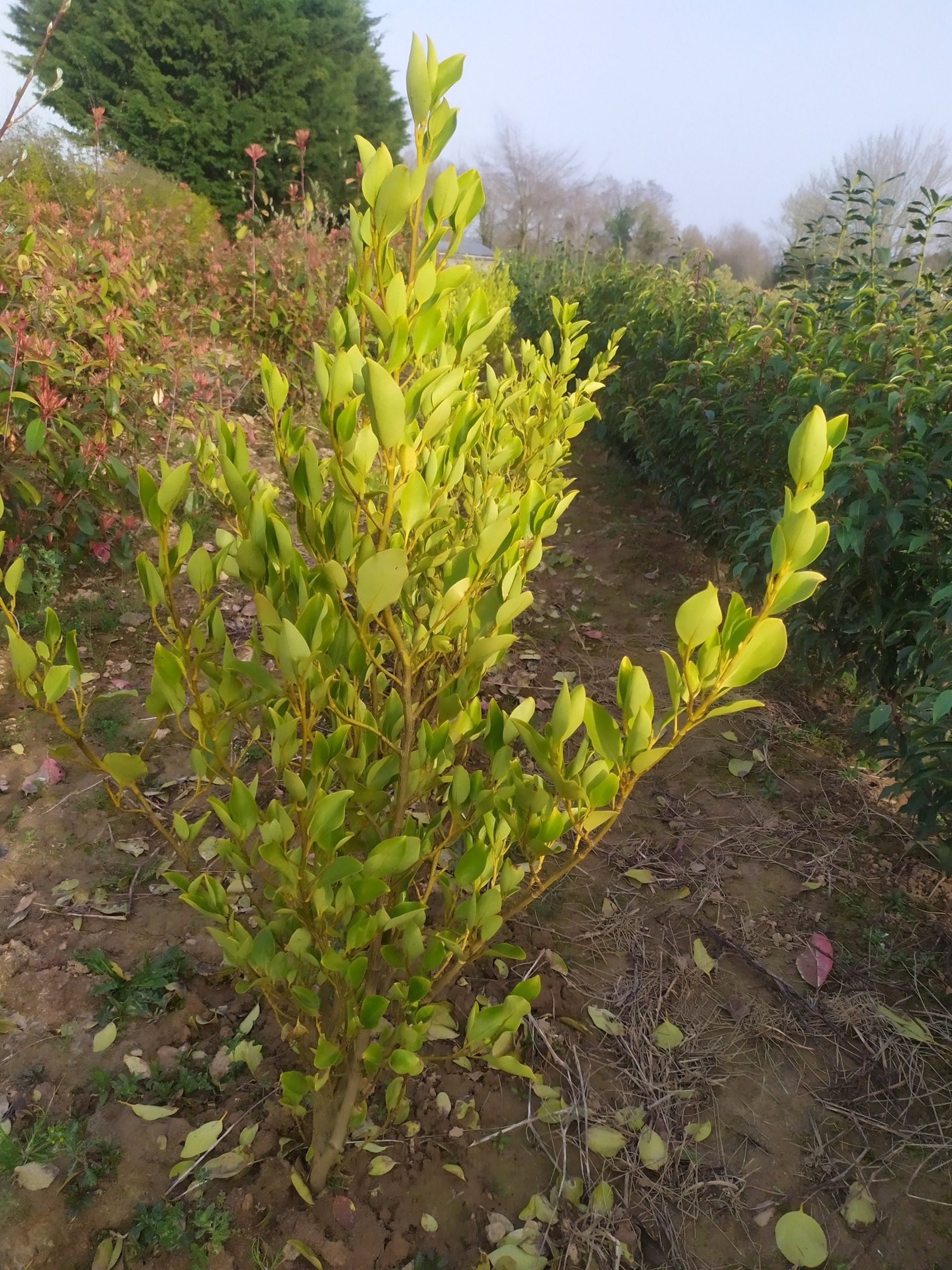 Troène doré de Californie