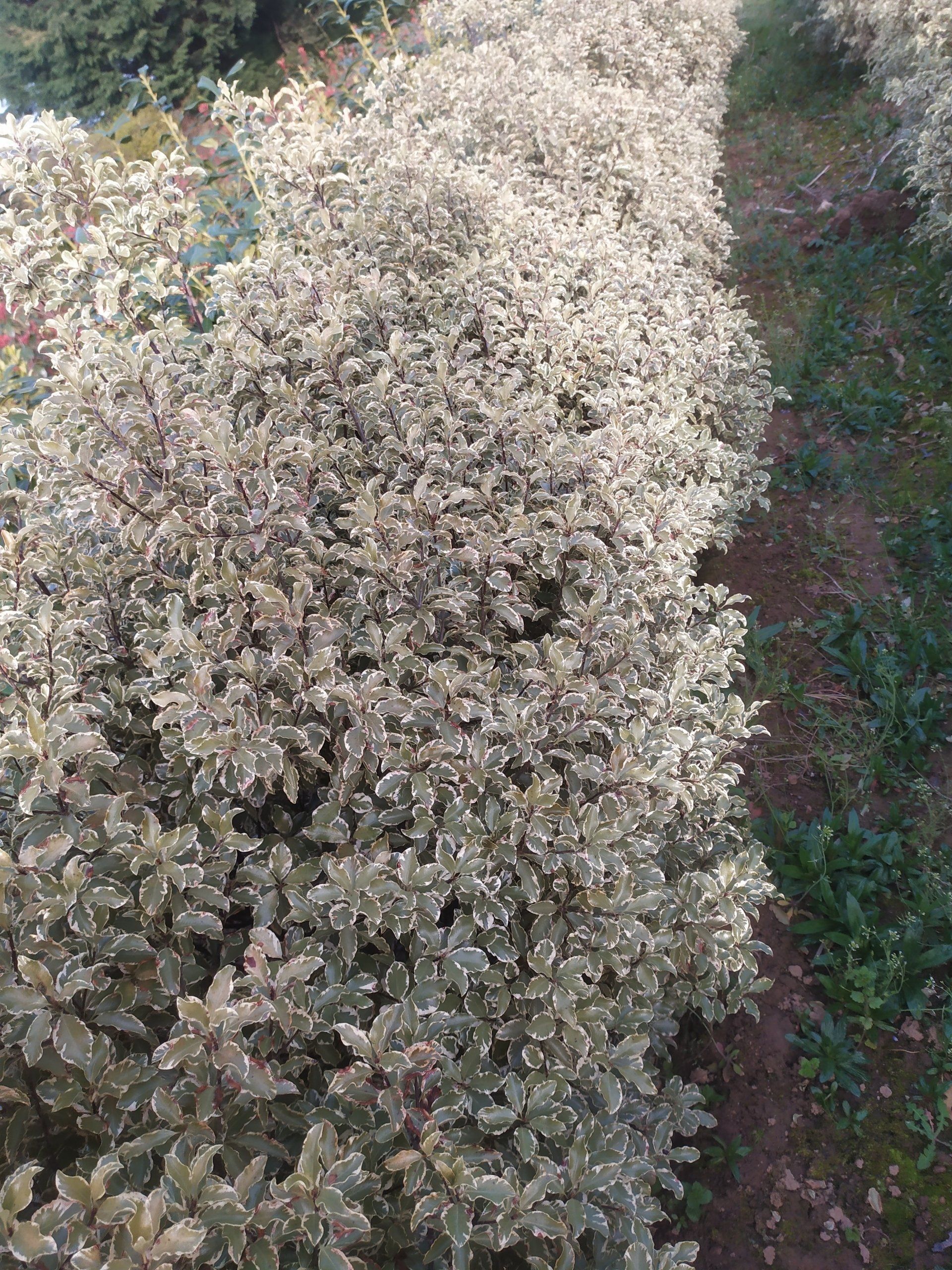 Pittosporum à petites feuilles roses