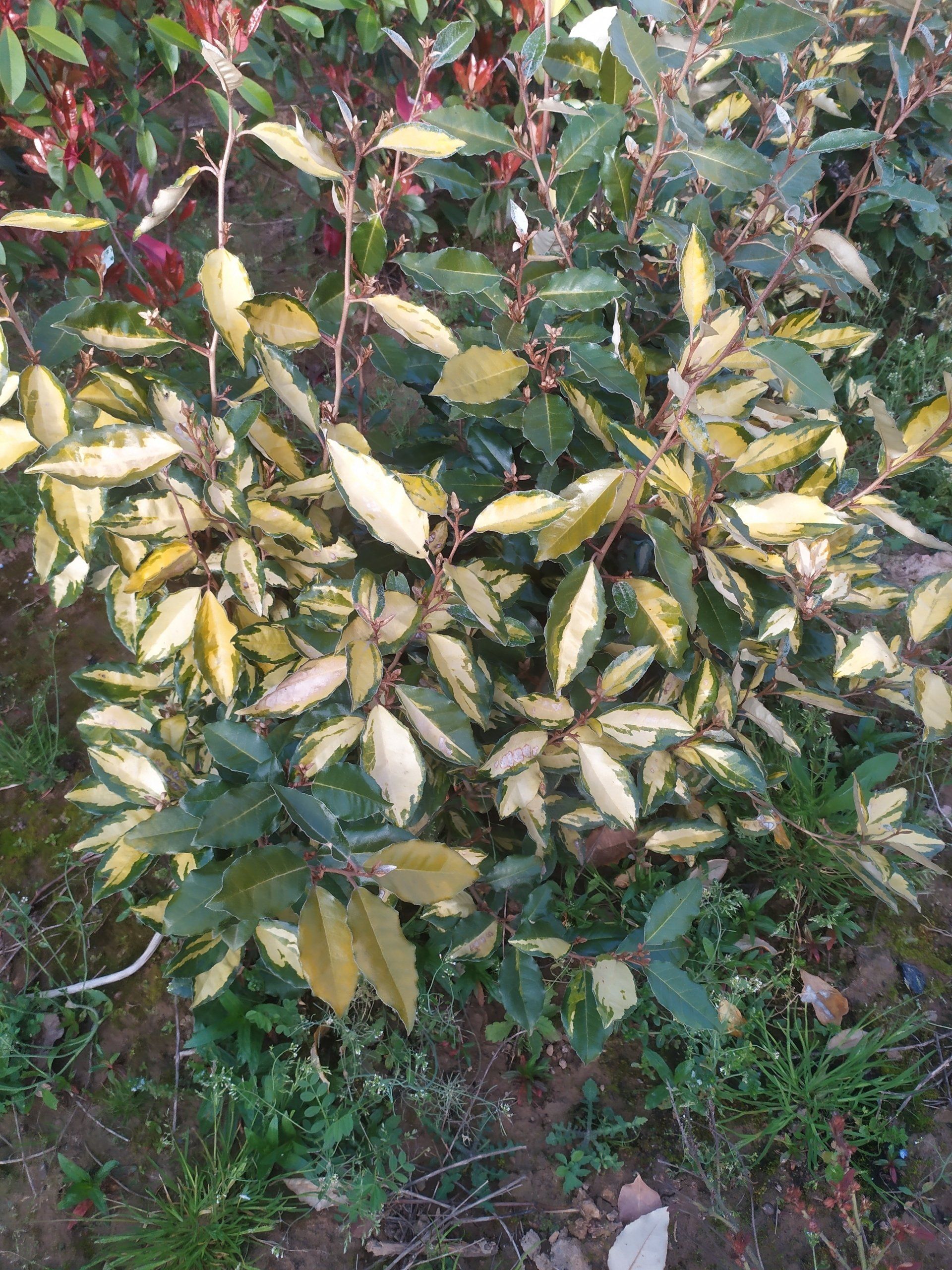 Elaegnus panaché Limelight