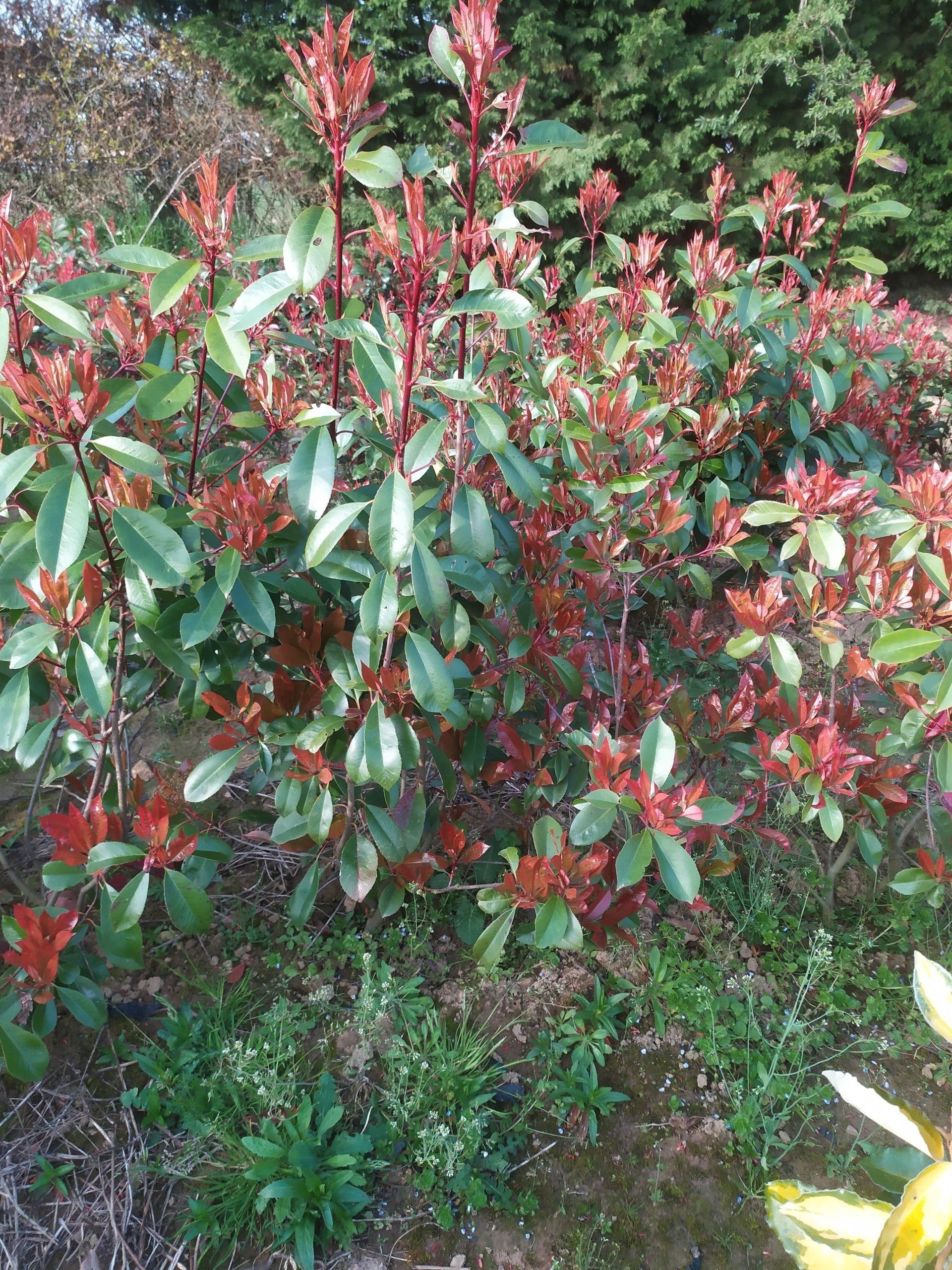 Photinia Red Robin