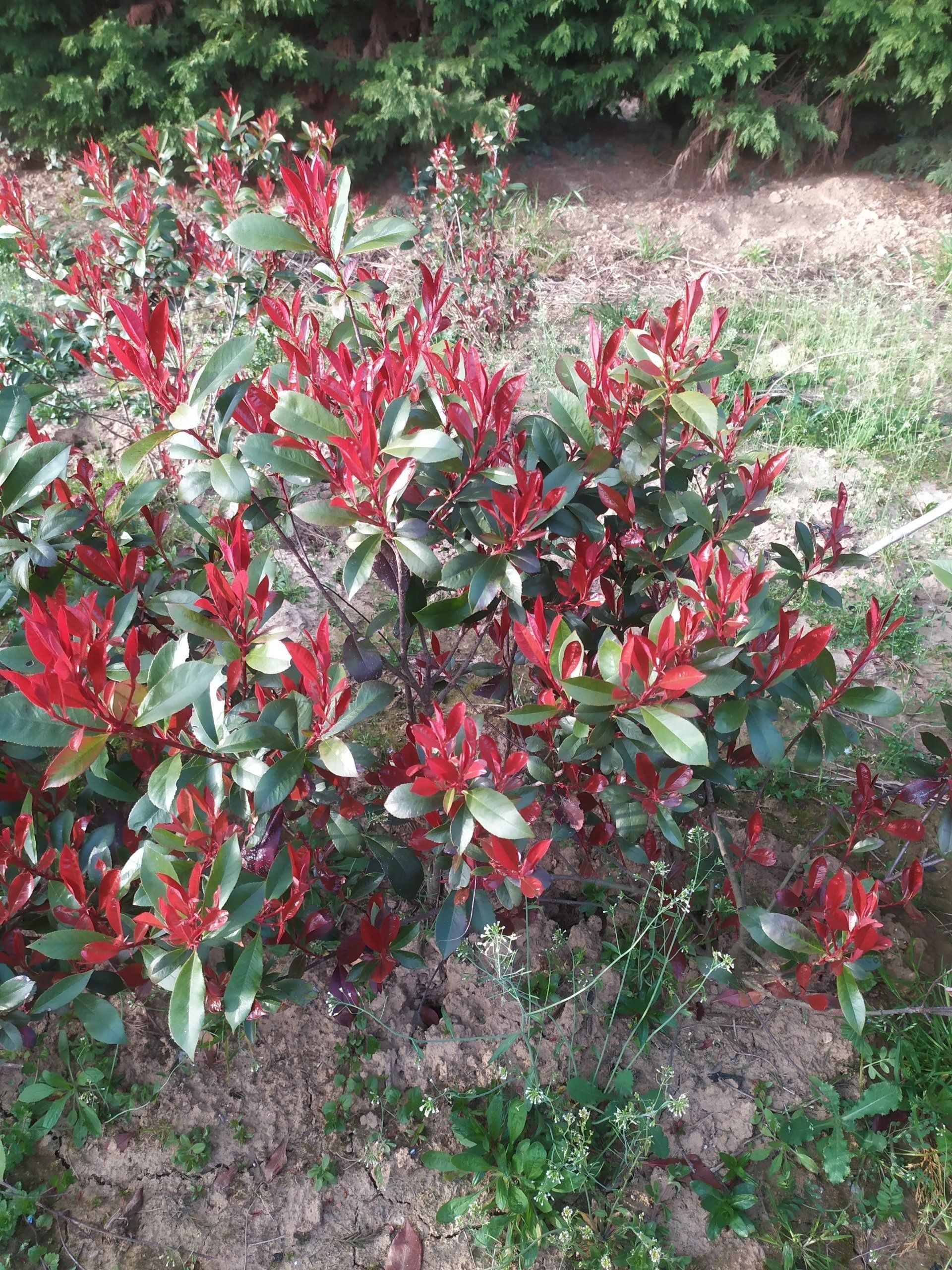 Photinia Carré Rouge