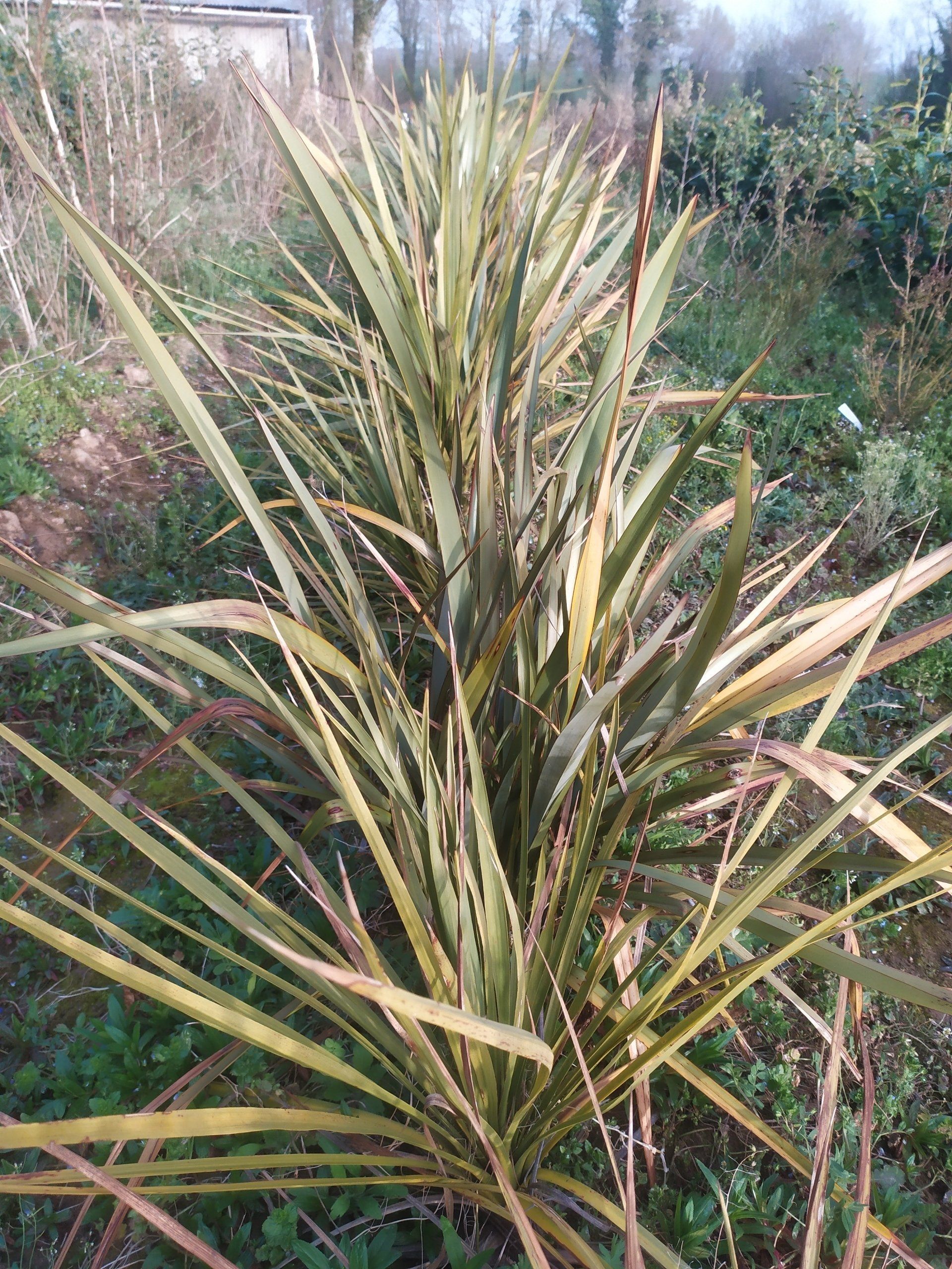 Cordyline