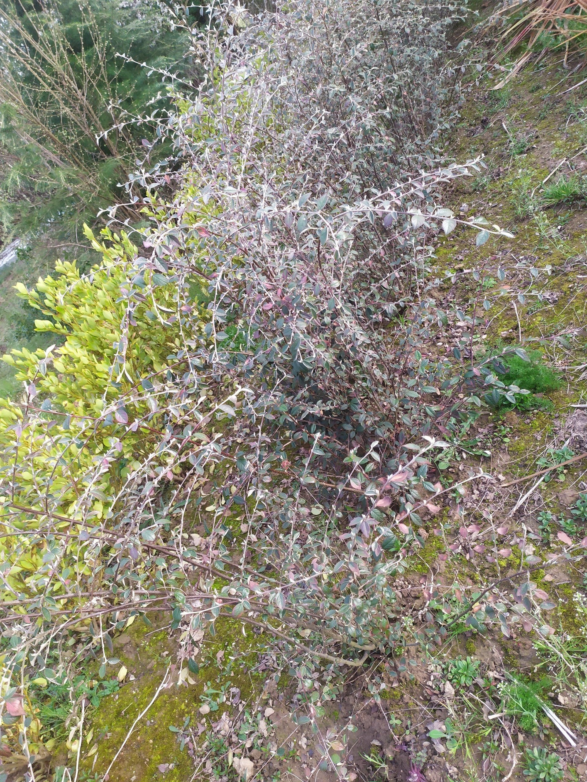 Cotoneaster Franchetii