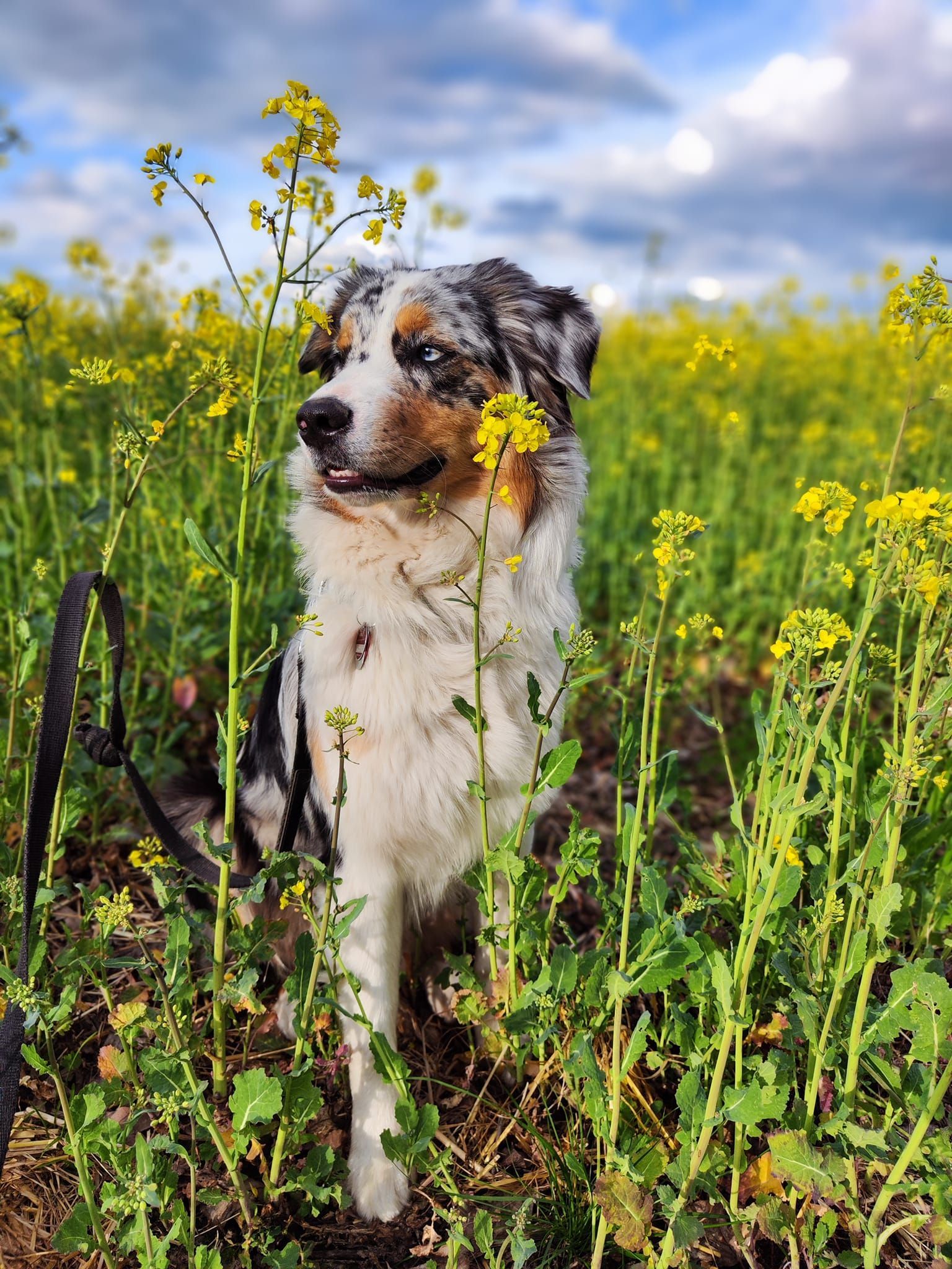 Ein Hund steht in einem Feld mit gelben Blumen.