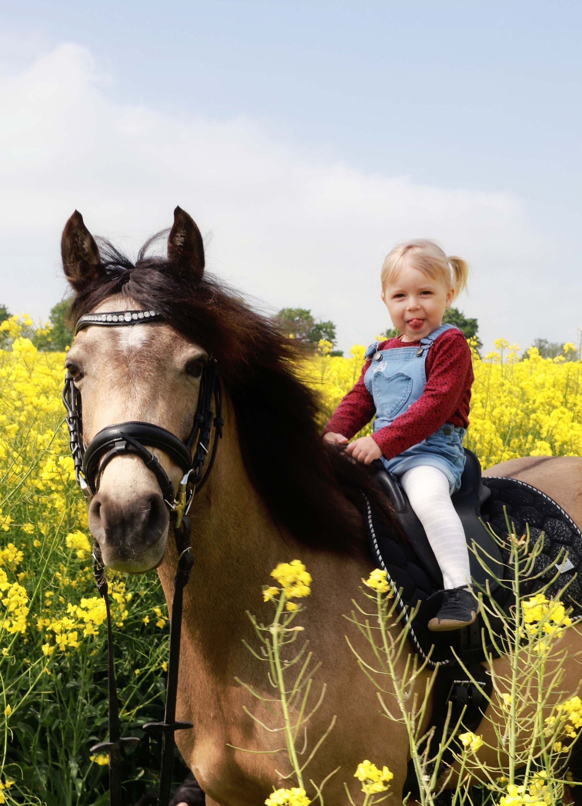 Ein Hund steht in einem Feld mit gelben Blumen.