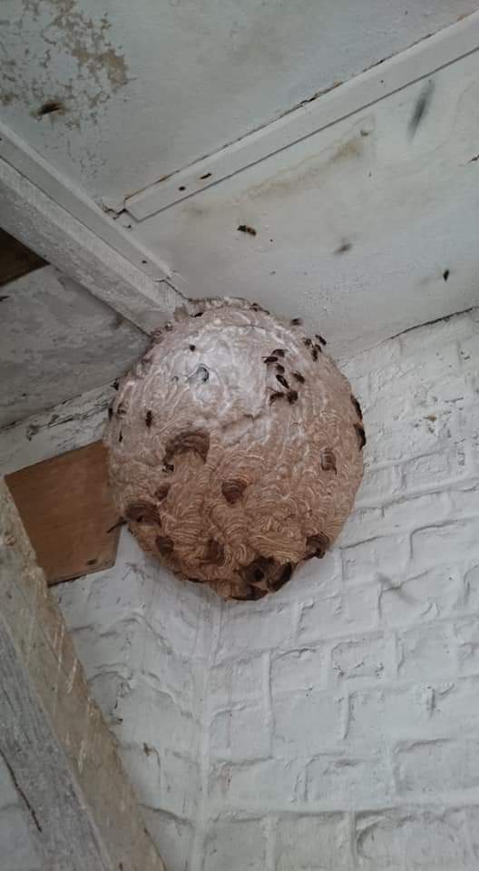 Nid de frelons asiatiques