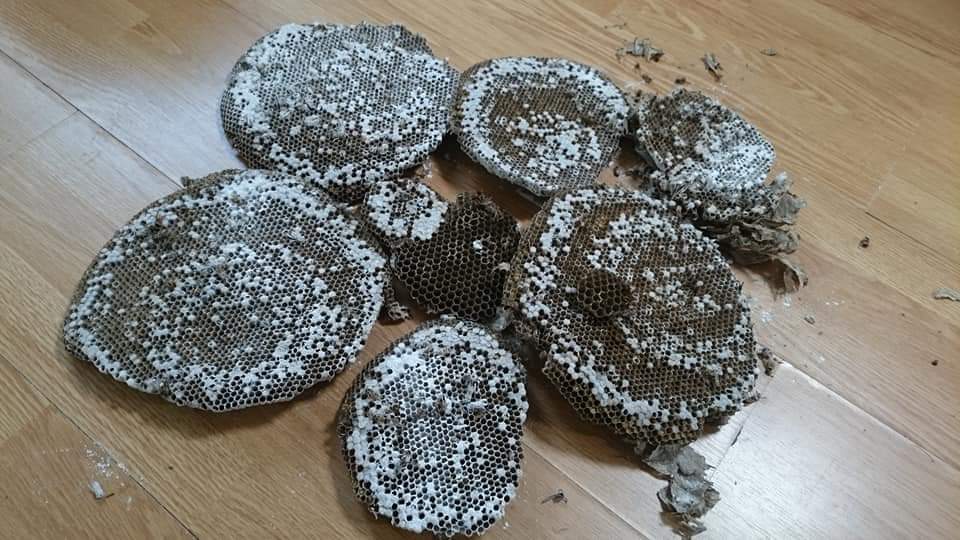 Destruction d'un nid de guêpes