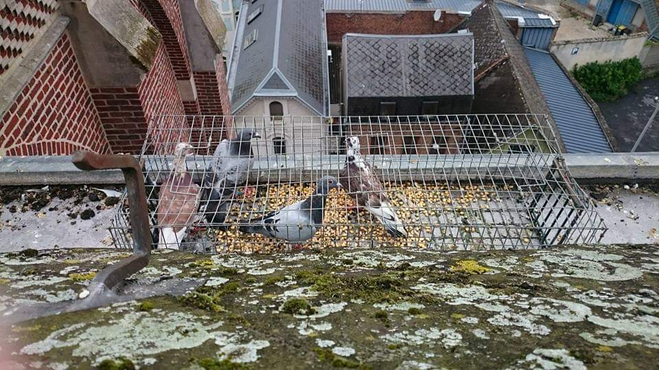 Pigeons piégés
