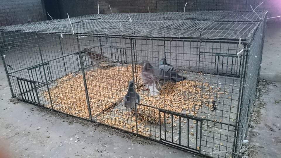 Pose de cages à pigeons