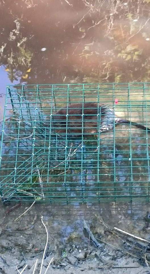 Piège de rat musqué