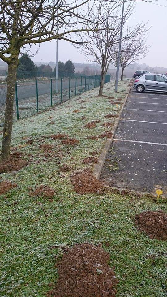 Dégâts occasionnés par les taupes