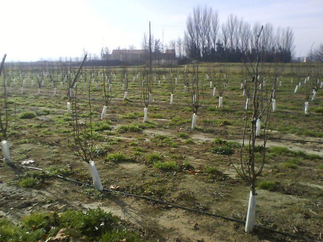 Un campo de árboles con mangas blancas en ellos