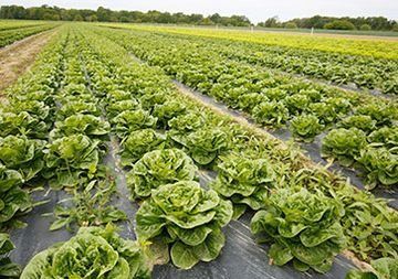 En un campo crecen hileras de plantas de lechuga.