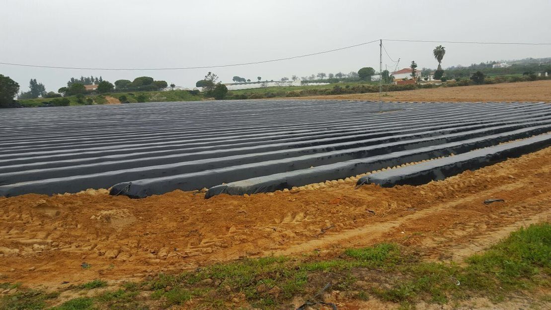 Un campo grande con filas de plástico cubriendo el suelo.