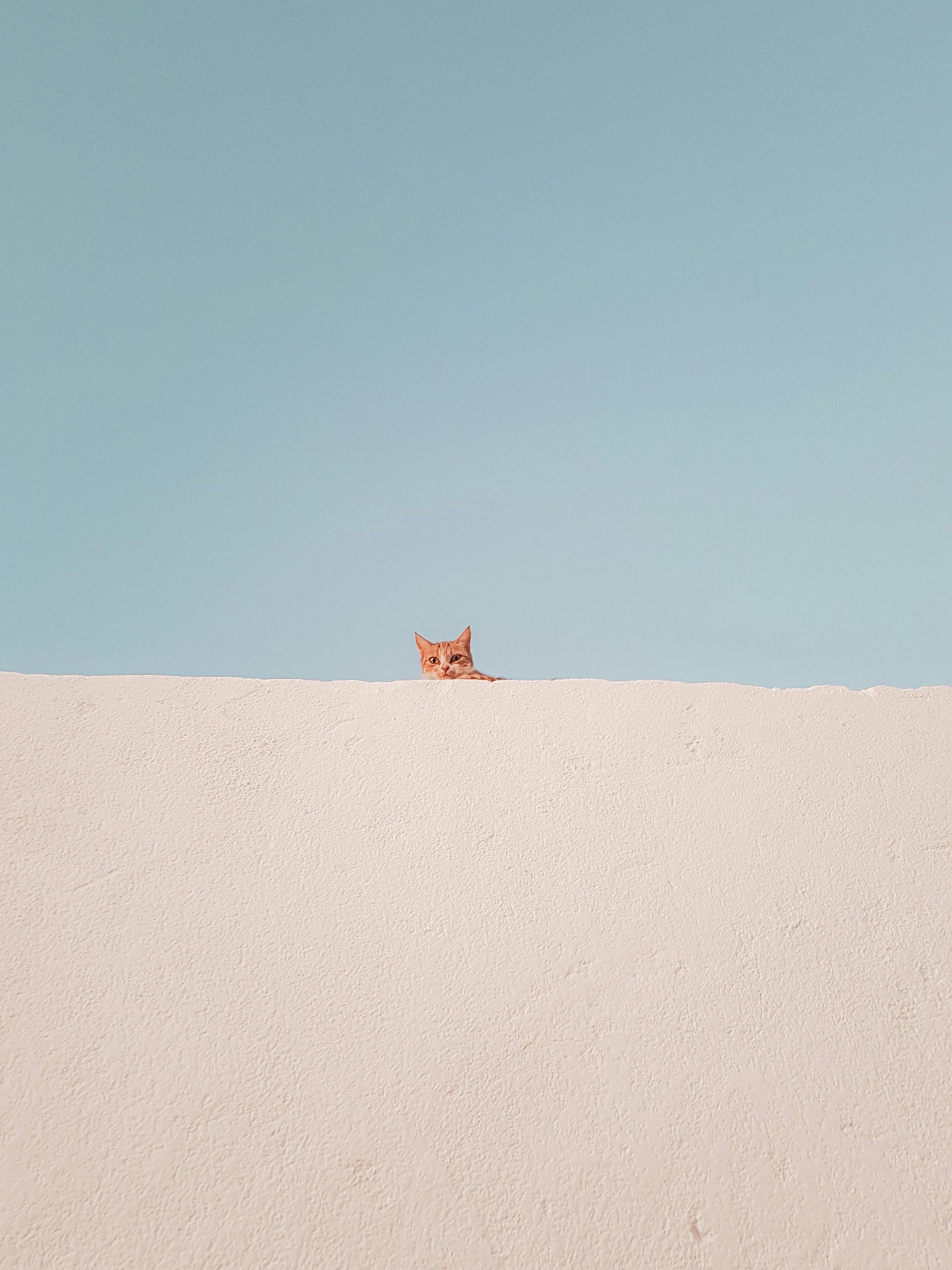 A cat is laying on top of a sandy hill.