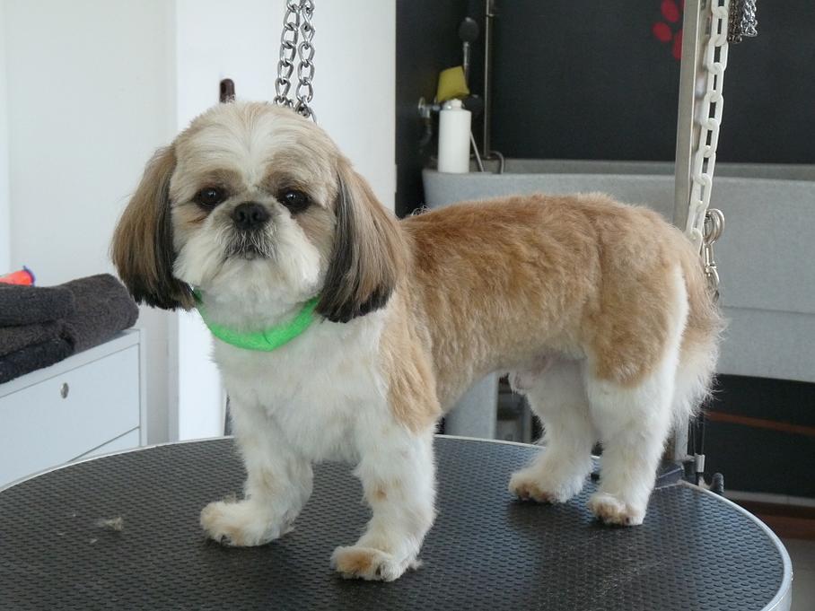 Toiletteur pour chien