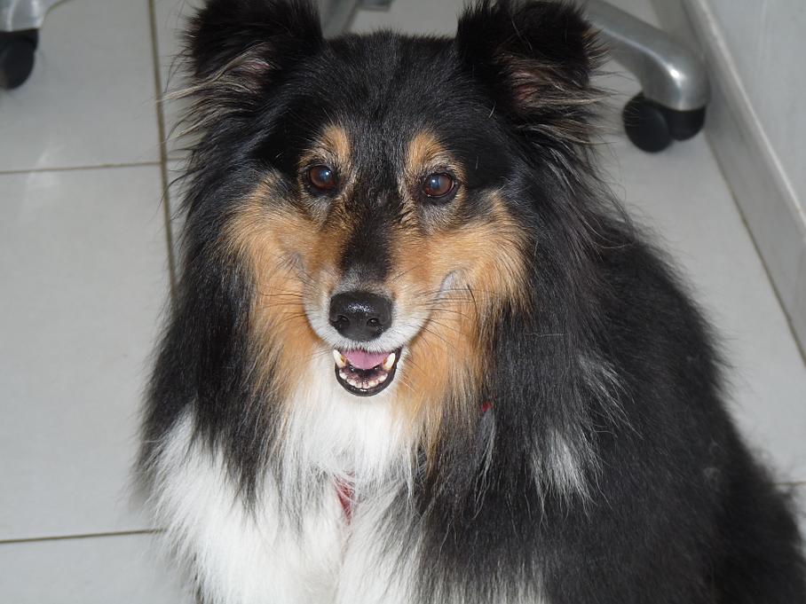 Toiletteur canin Toiletteur canin