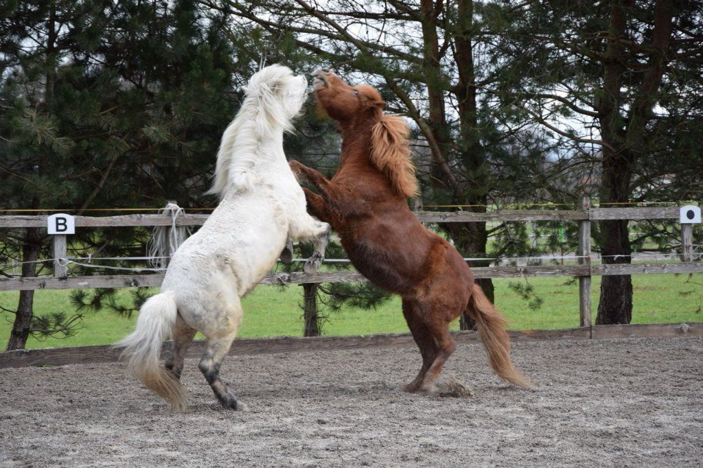 Shiatsu für Hunde, Katzen und Pferde