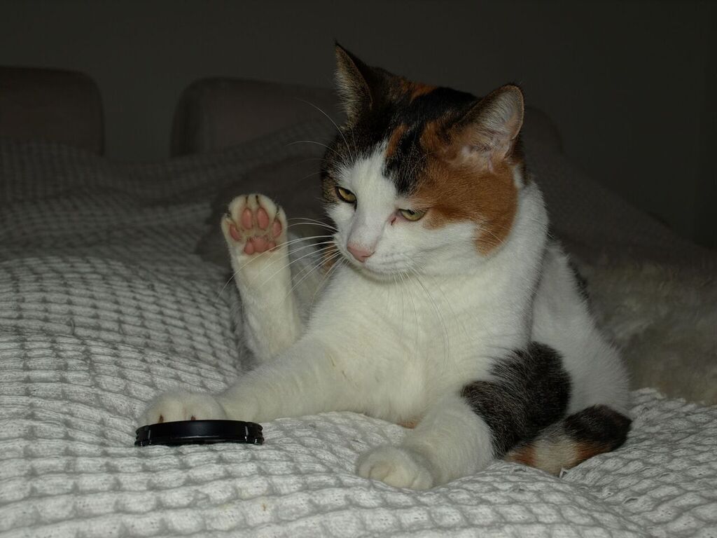 Shiatsu für Hunde, Katzen und Pferde