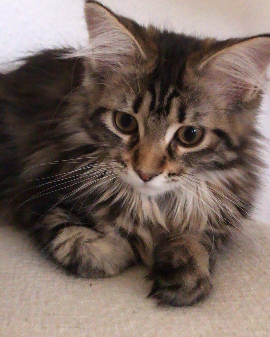 Shiatsu für Hunde, Katzen und Pferde