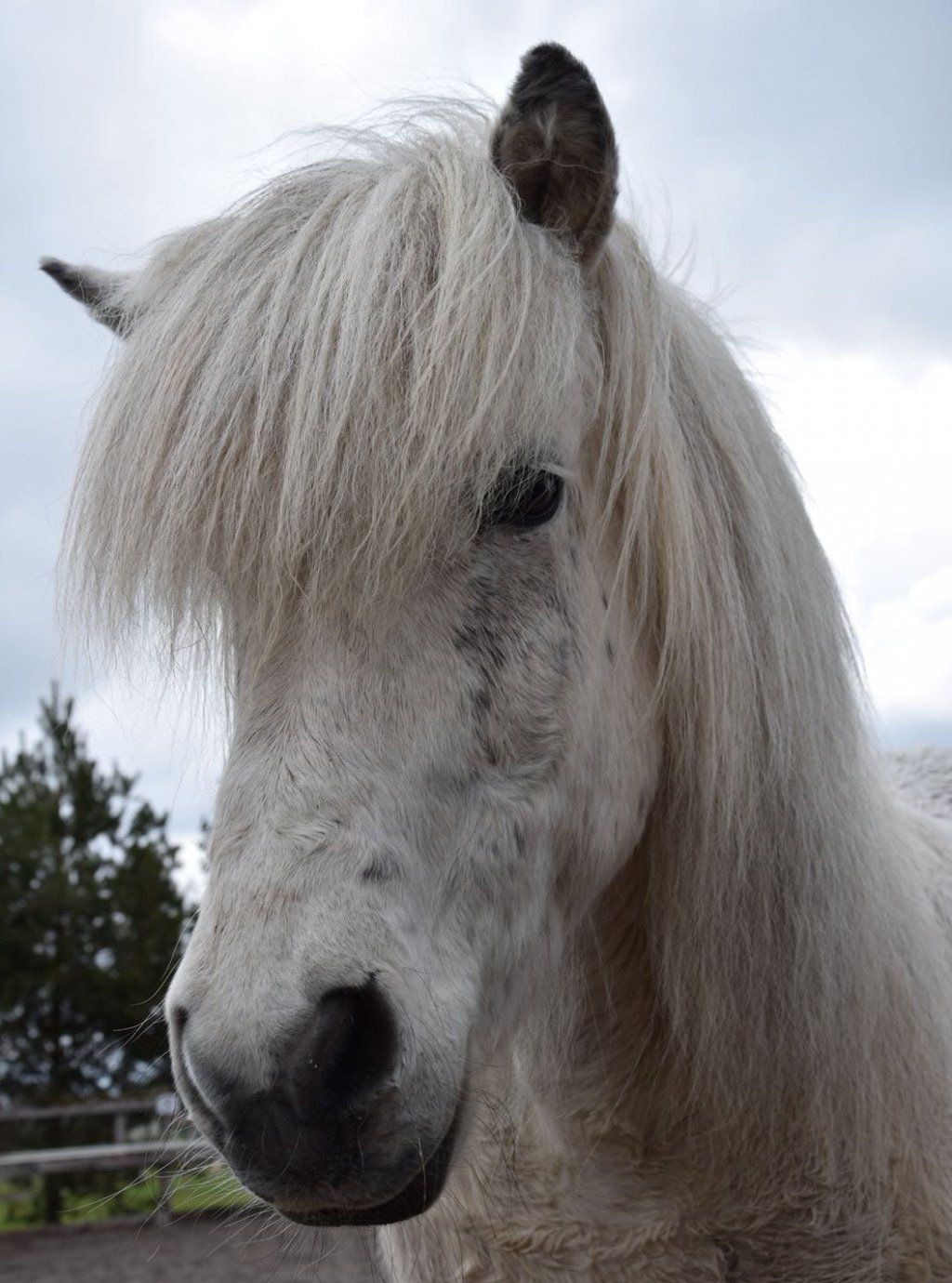 Shiatsu für Hunde, Katzen und Pferde