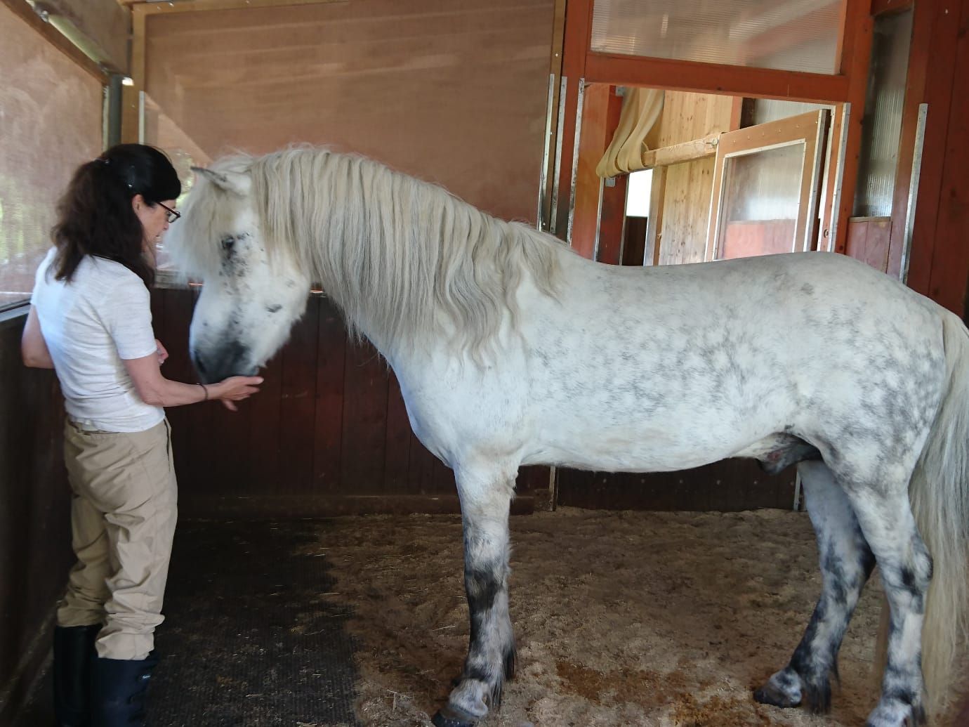 Shiatsu für Hunde, Katzen und Pferde
