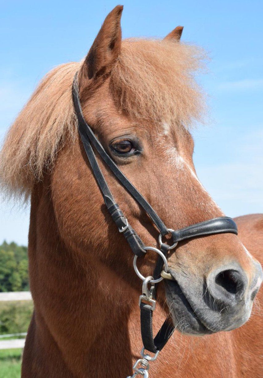 Shiatsu für Hunde, Katzen und Pferde