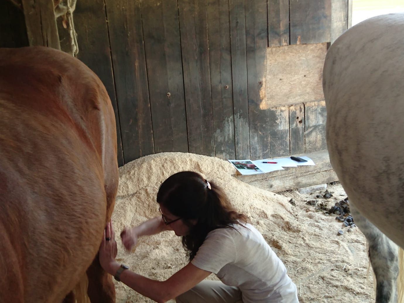 Shiatsu für Hunde, Katzen und Pferde