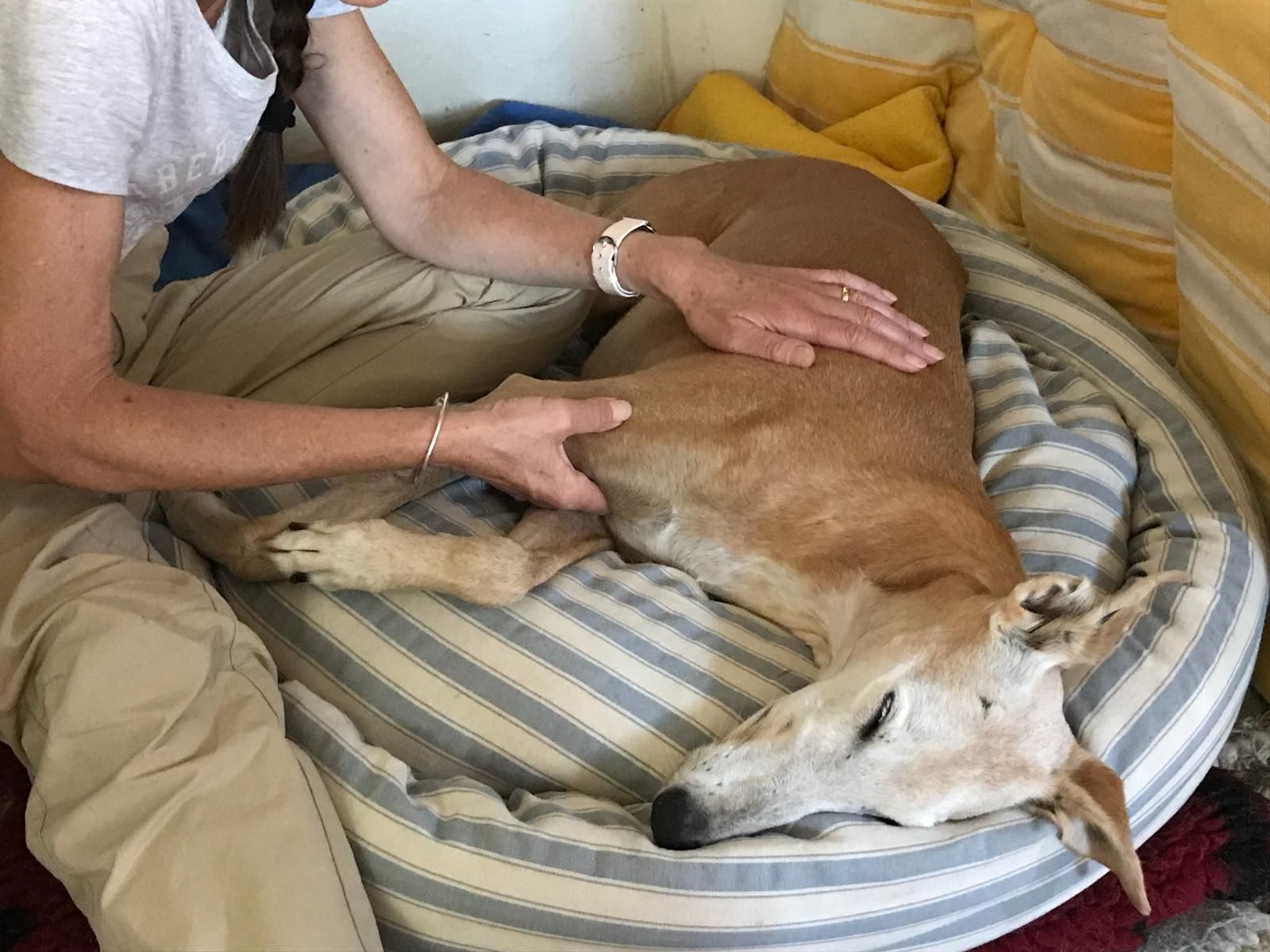 Shiatsu für Hunde, Katzen und Pferde