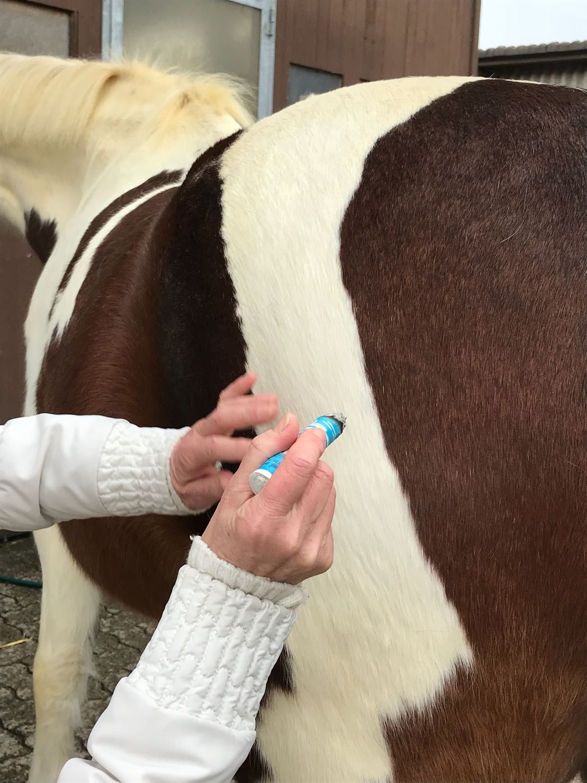 Shiatsu für Hunde, Katzen und Pferde