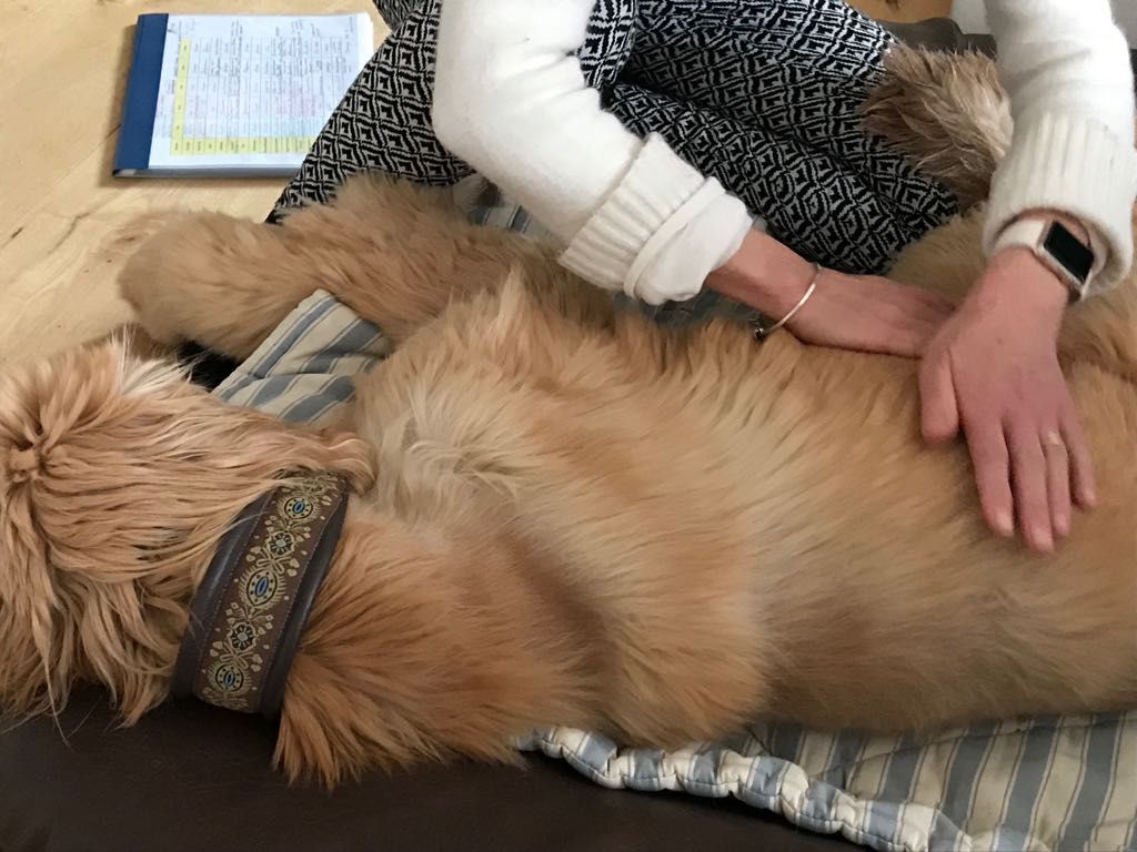 Shiatsu für Hunde, Katzen und Pferde