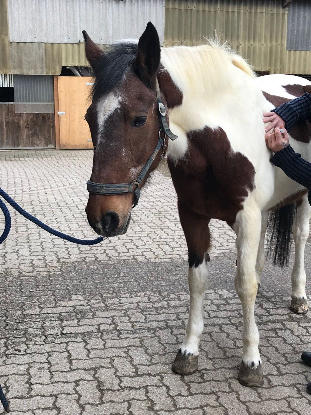 Shiatsu für Hunde, Katzen und Pferde