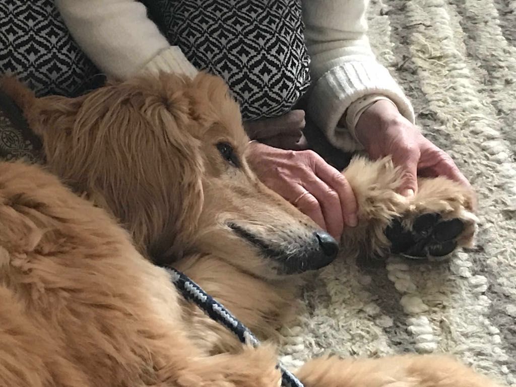 Shiatsu für Hunde, Katzen und Pferde