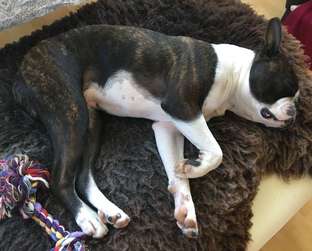 Shiatsu für Hunde, Katzen und Pferde