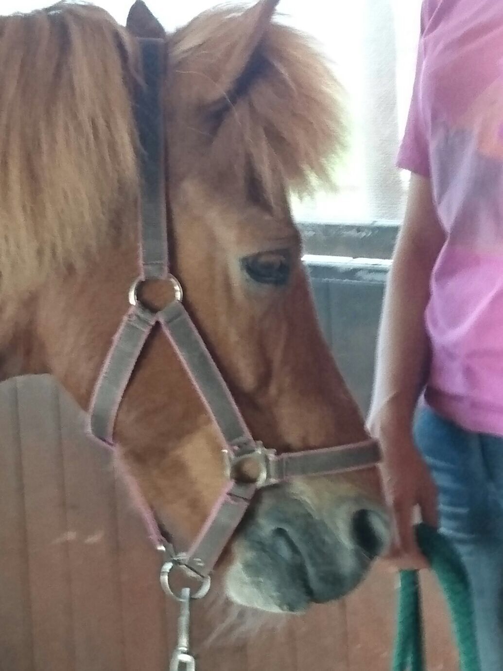 Shiatsu für Hunde, Katzen und Pferde