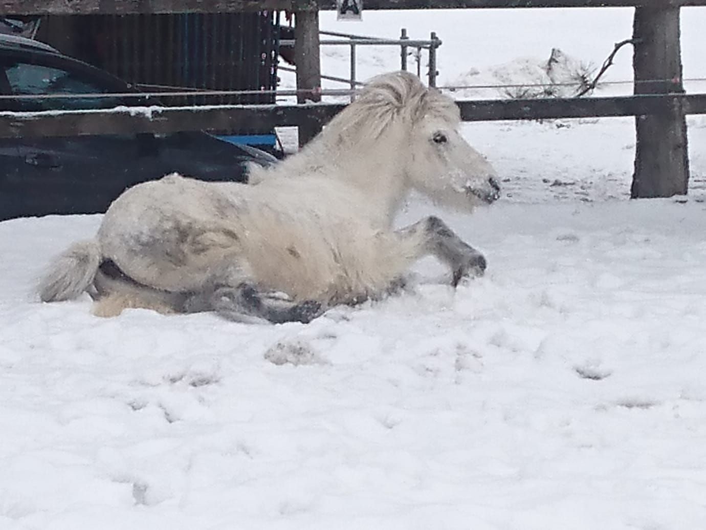 Shiatsu für Hunde, Katzen und Pferde