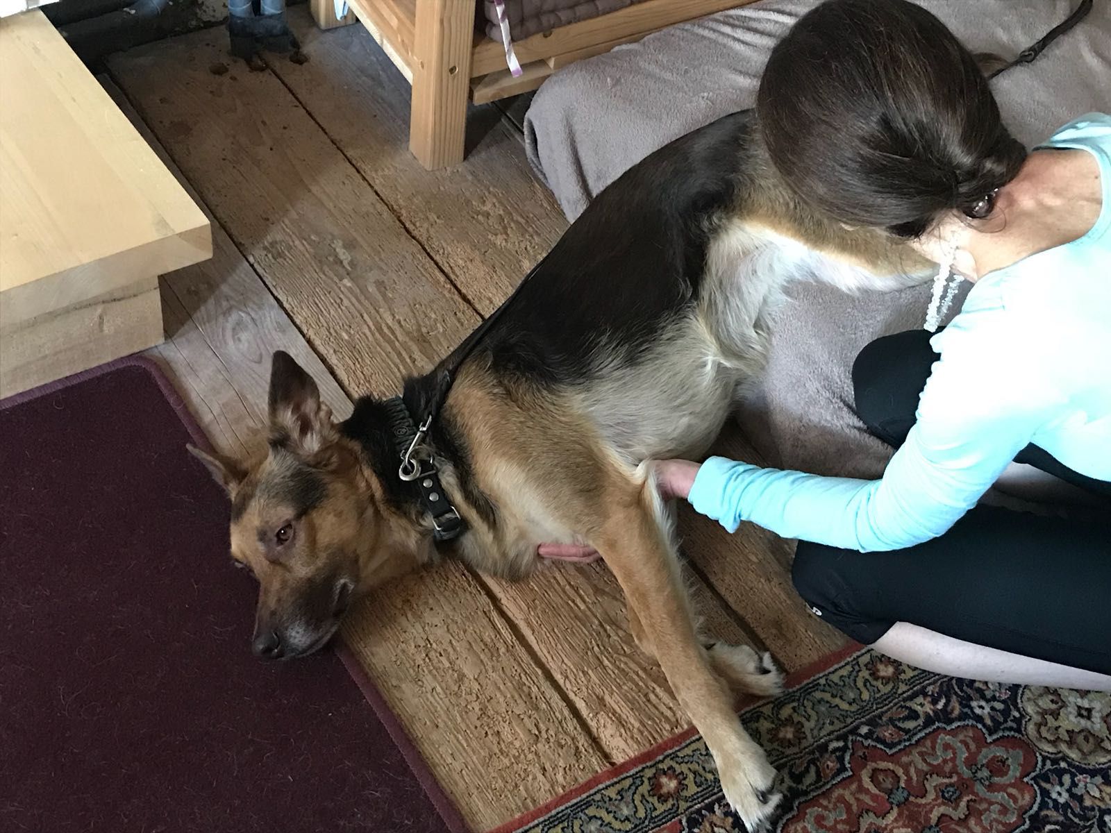 Shiatsu für Hunde, Katzen und Pferde