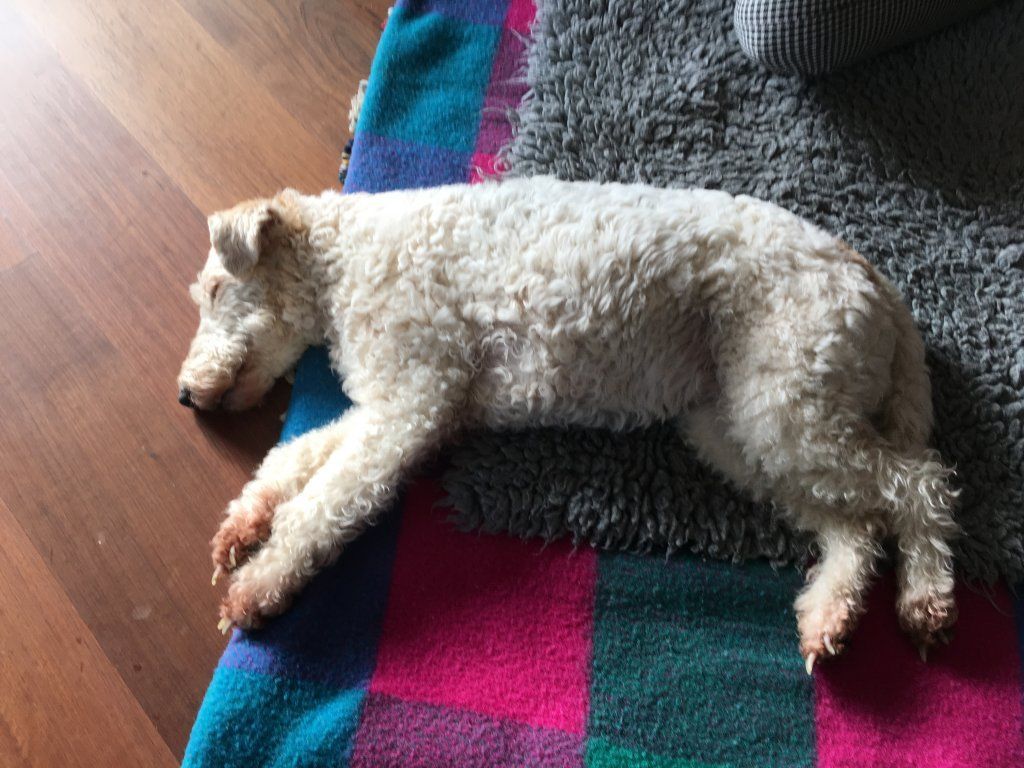 Shiatsu für Hunde, Katzen und Pferde