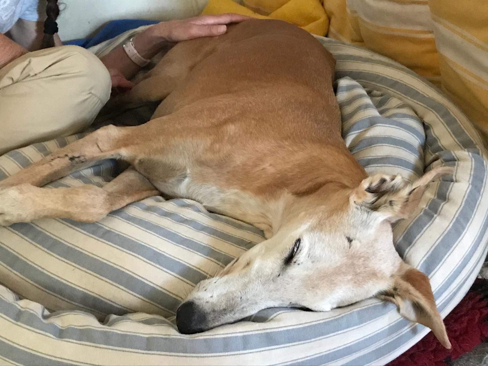 Shiatsu für Hunde, Katzen und Pferde