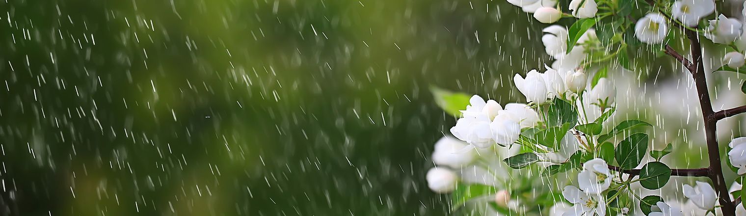 Jardin sous la pluie