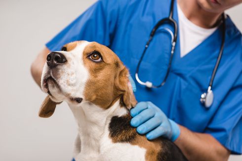 Clínica Veterinária Olha O Bicho
