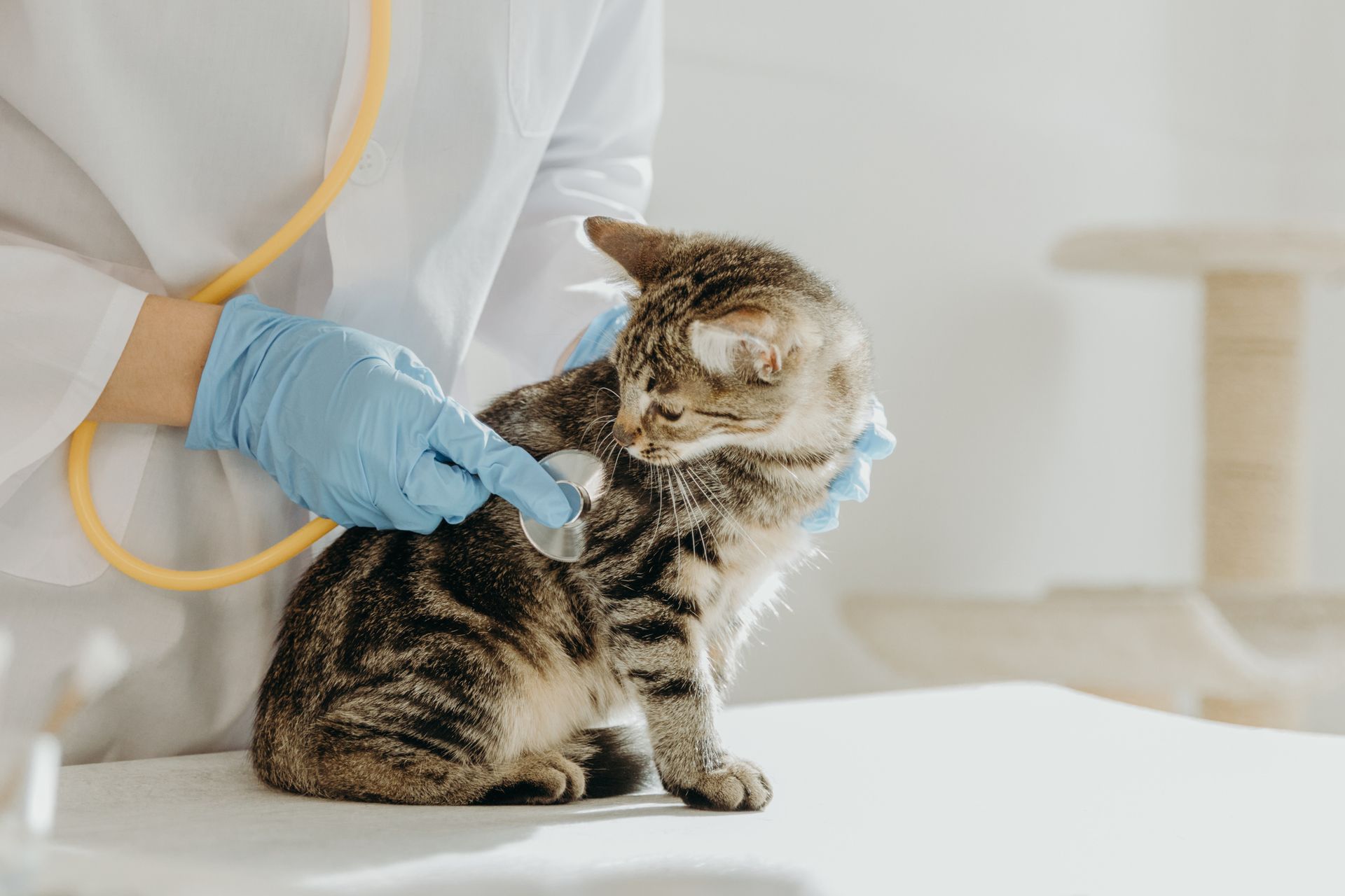 Clínica Veterinária Olha O Bicho
