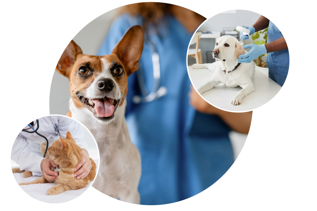 Clínica Veterinária Olha O Bicho
