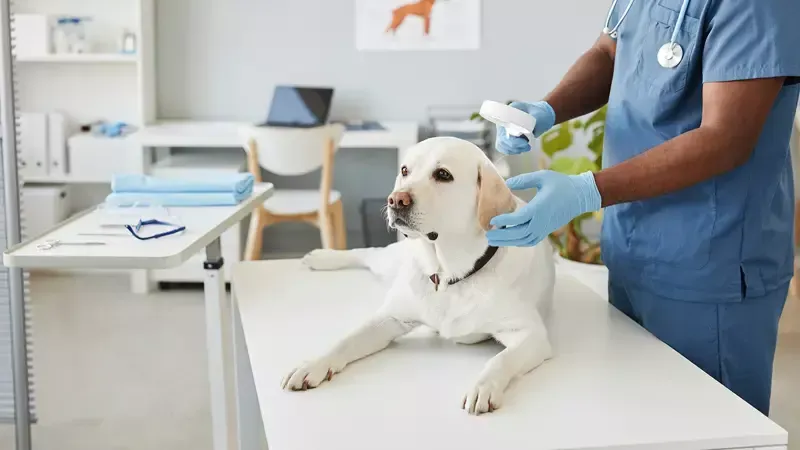 Clínica Veterinária Olha O Bicho
