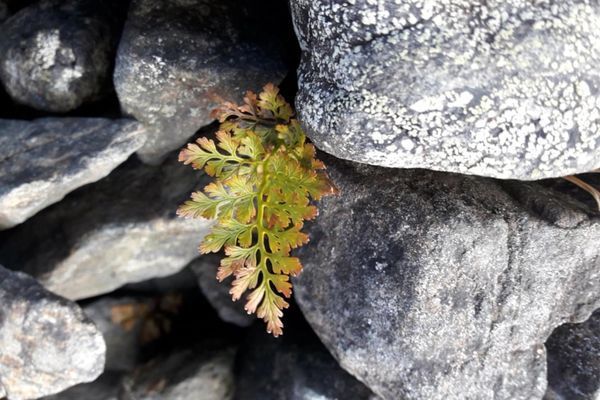 Työyhteisövalmennus Kivi. Oy