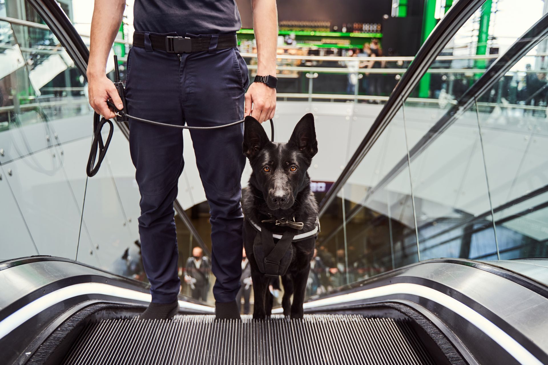 Agent cynophile dans un escalator de grand magasin.