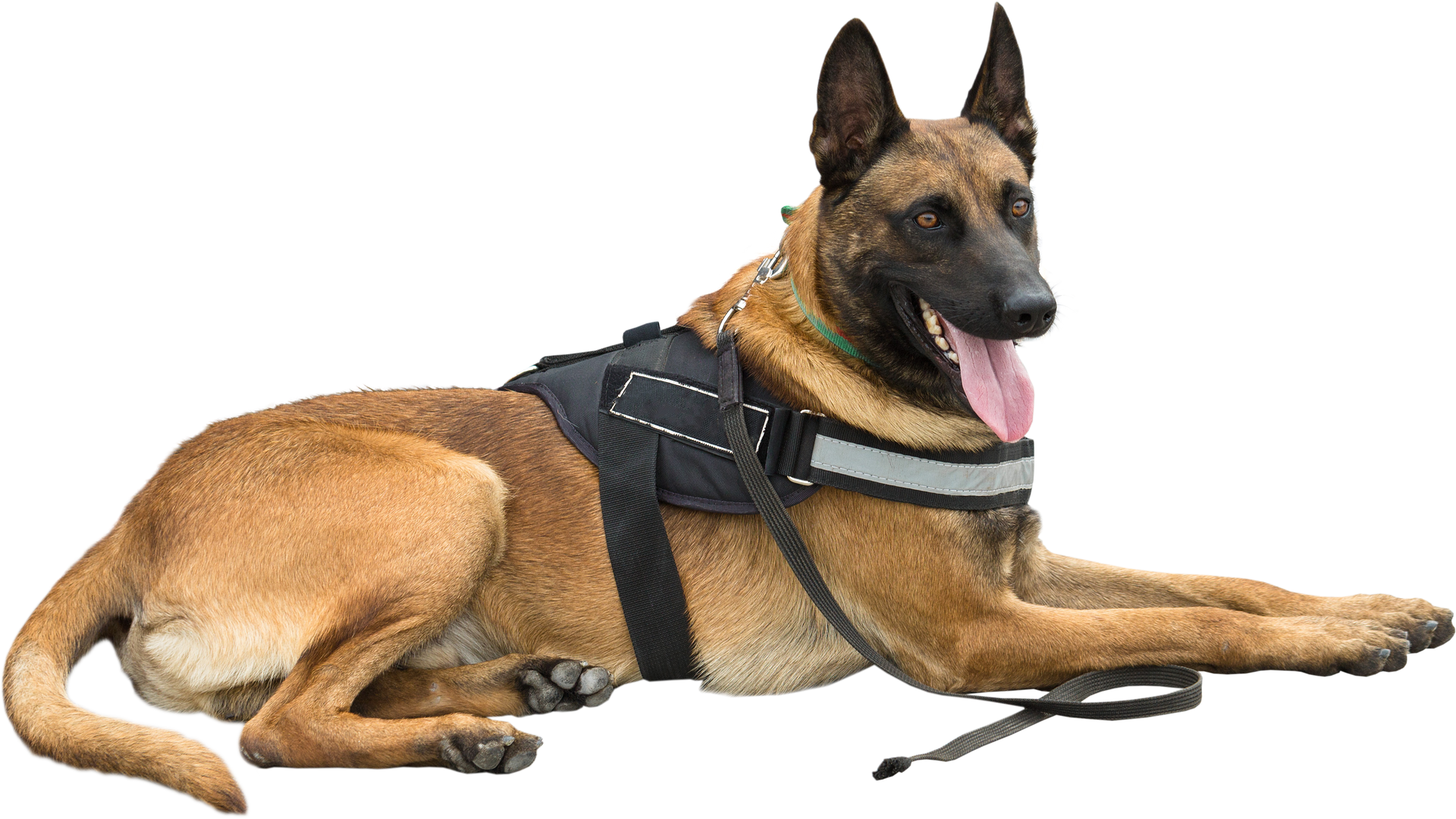 Chien berger allemand couché